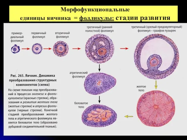 Морфофункциональные единицы яичника = фолликулы: стадии развития