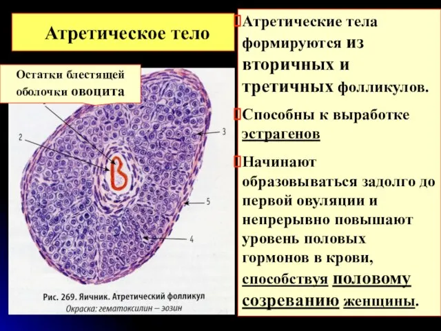 Атретическое тело Атретические тела формируются из вторичных и третичных фолликулов. Способны