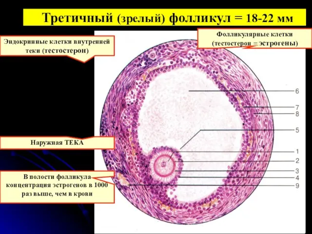 Третичный (зрелый) фолликул = 18-22 мм Эндокринные клетки внутренней теки (тестостерон)