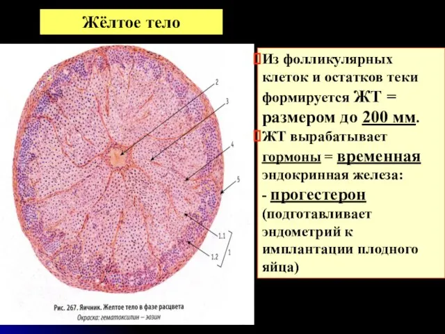 Из фолликулярных клеток и остатков теки формируется ЖТ = размером до