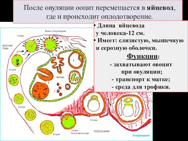 После овуляции ооцит перемещается в яйцевод, где и происходит оплодотворение. Длина