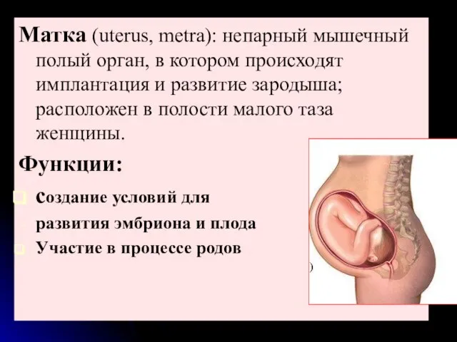 Матка (uterus, metra): непарный мышечный полый орган, в котором происходят имплантация