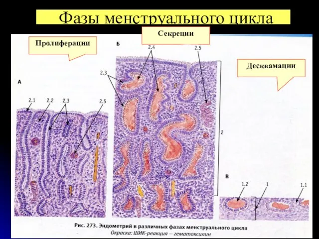 Фазы менструального цикла Пролиферации Секреции Десквамации