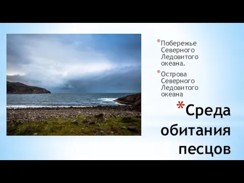 Среда обитания песцов Побережье Северного Ледовитого океана. Острова Северного Ледовитого океана