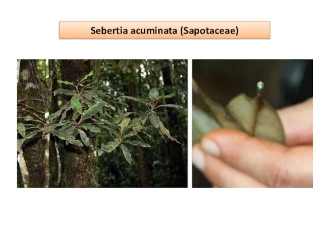 Sebertia acuminata (Sapotaceae)