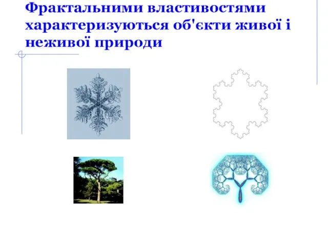 Фрактальними властивостями характеризуються об'єкти живої і неживої природи