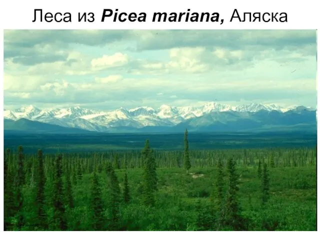 Леса из Picea mariana, Аляска