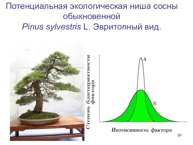 Потенциальная экологическая ниша сосны обыкновенной Pinus sylvestris L. Эвритопный вид.