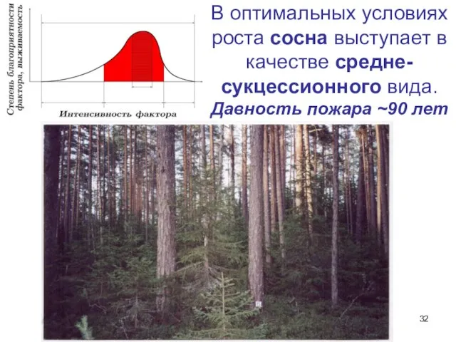 В оптимальных условиях роста сосна выступает в качестве средне- сукцессионного вида. Давность пожара ~90 лет