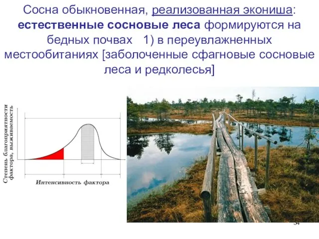 Сосна обыкновенная, реализованная экониша: естественные сосновые леса формируются на бедных почвах