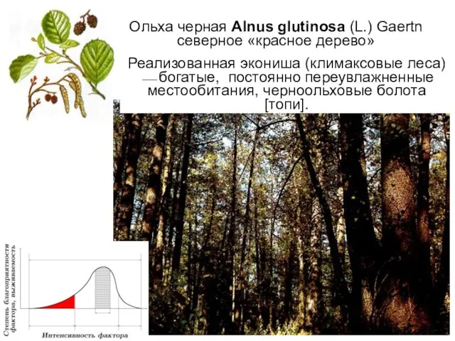 Ольха черная Alnus glutinosa (L.) Gaertn северное «красное дерево» Реализованная экониша