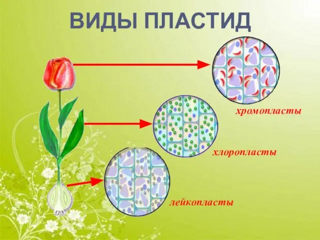 ВИДЫ ПЛАСТИД лейкопласты хлоропласты хромопласты