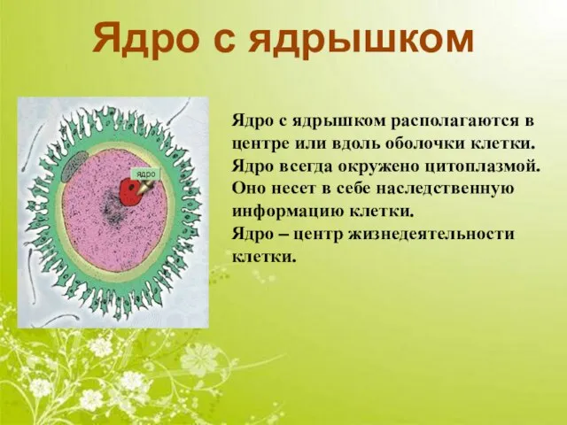 Ядро с ядрышком Ядро с ядрышком располагаются в центре или вдоль