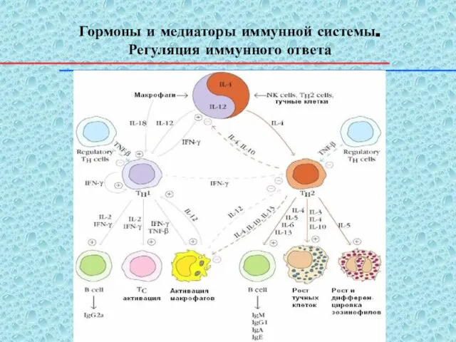 Гормоны и медиаторы иммунной системы. Регуляция иммунного ответа