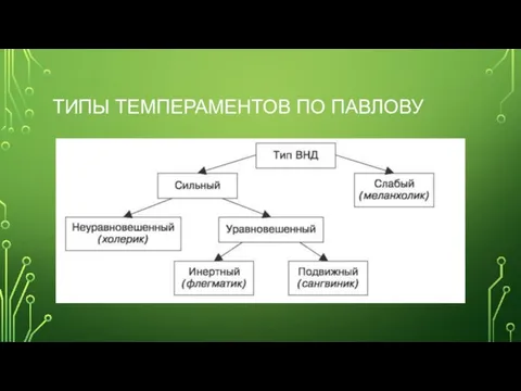 ТИПЫ ТЕМПЕРАМЕНТОВ ПО ПАВЛОВУ