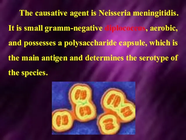 The causative agent is Neisseria meningitidis. It is small gramm-negative diplococcus,