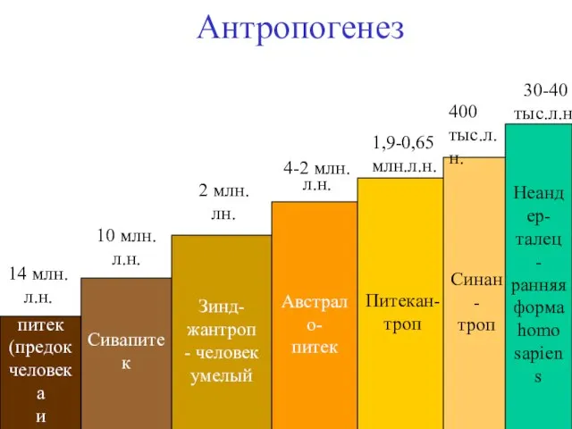 Антропогенез Рама- питек (предок человека и высших обезьян) Сивапитек Зинд- жантроп