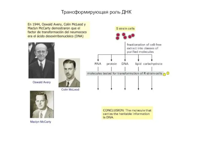 Трансформирующая роль ДНК