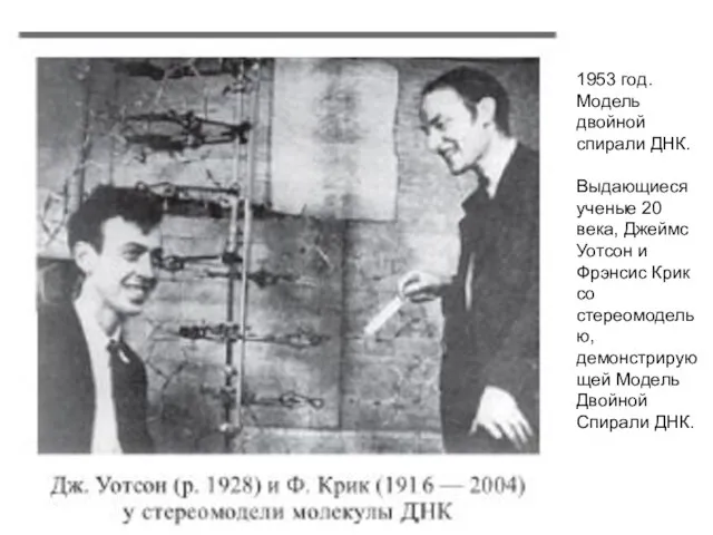 1953 год. Модель двойной спирали ДНК. Выдающиеся ученые 20 века, Джеймс