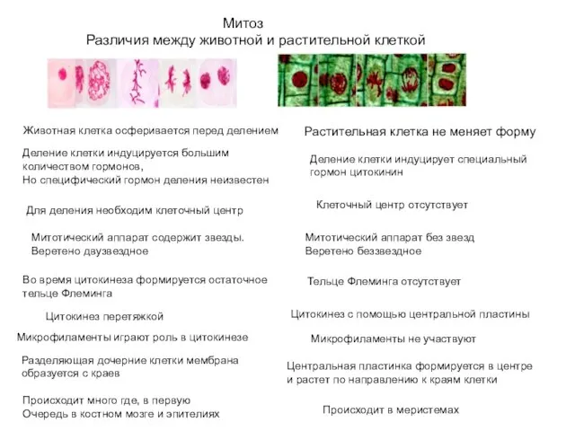 Различия между животной и растительной клеткой Митоз Животная клетка осферивается перед