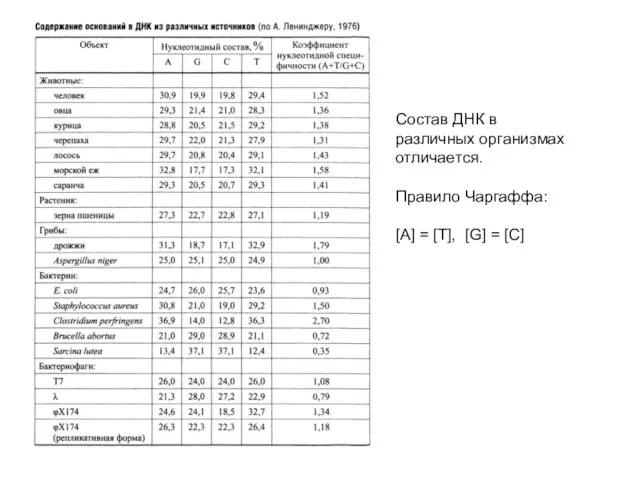 Состав ДНК в различных организмах отличается. Правило Чаргаффа: [A] = [T], [G] = [C] Работы Чаргаффа.