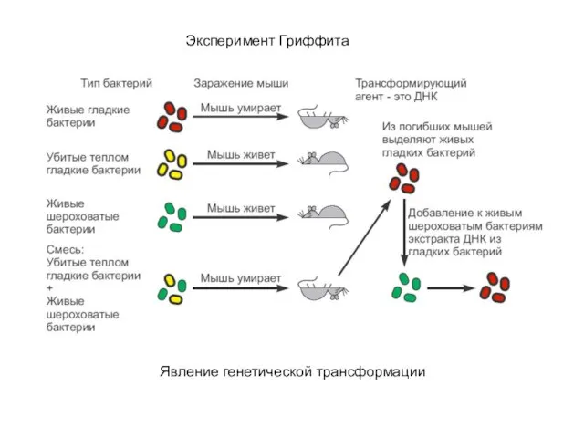 Эксперимент Гриффита Явление генетической трансформации