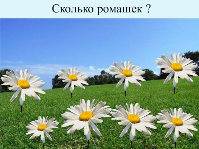 Сколько ромашек ?