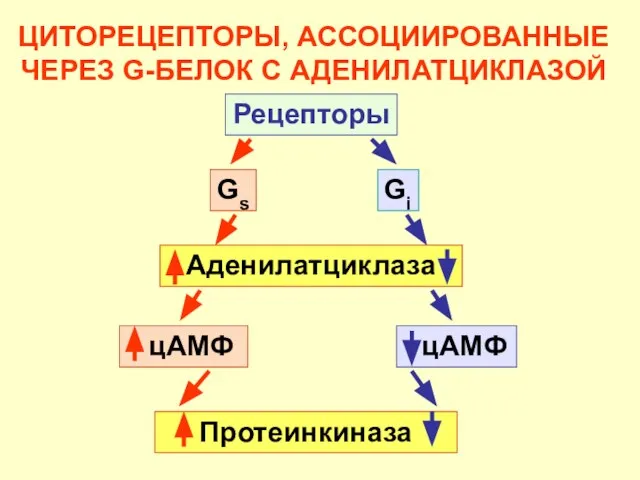 ЦИТОРЕЦЕПТОРЫ, АССОЦИИРОВАННЫЕ ЧЕРЕЗ G-БЕЛОК С АДЕНИЛАТЦИКЛАЗОЙ