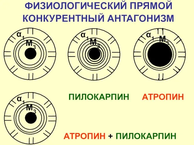 АТРОПИН α1 М3 ПИЛОКАРПИН α1 М3 ФИЗИОЛОГИЧЕСКИЙ ПРЯМОЙ КОНКУРЕНТНЫЙ АНТАГОНИЗМ АТРОПИН + ПИЛОКАРПИН