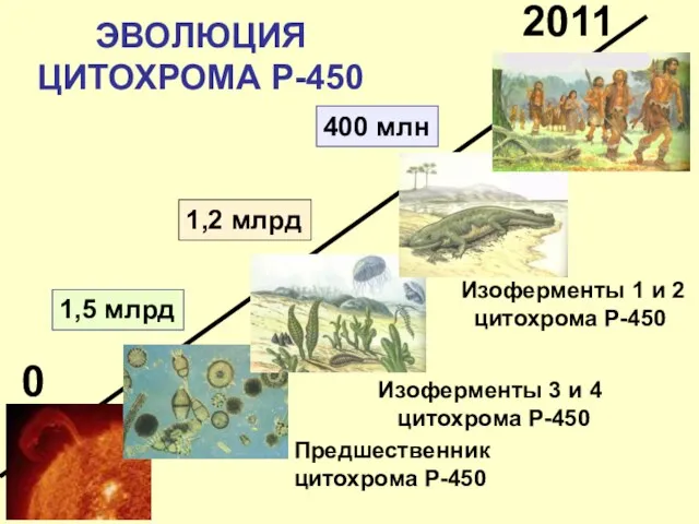 ЭВОЛЮЦИЯ ЦИТОХРОМА Р-450 2011