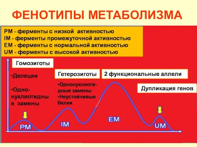 ФЕНОТИПЫ МЕТАБОЛИЗМА