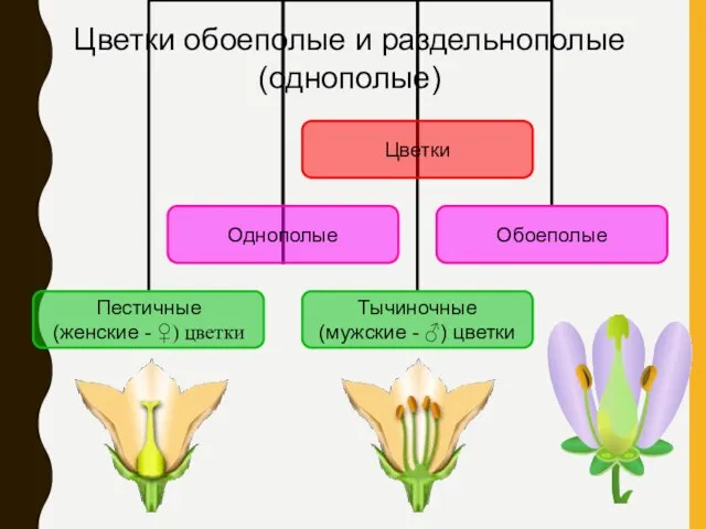 Цветки обоеполые и раздельнополые (однополые)