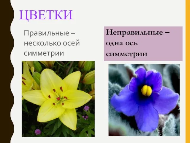 ЦВЕТКИ Правильные –несколько осей симметрии Неправильные – одна ось симметрии