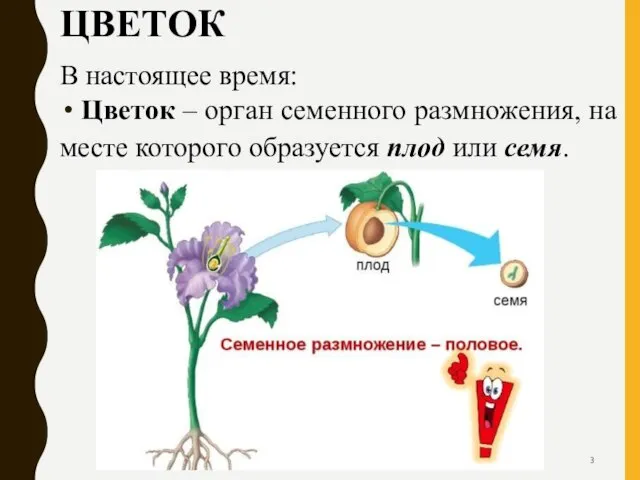 ЦВЕТОК В настоящее время: Цветок – орган семенного размножения, на месте которого образуется плод или семя.
