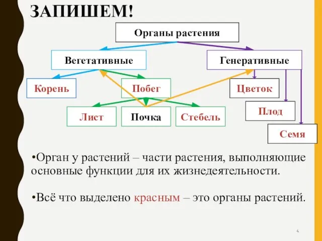 ЗАПИШЕМ! Орган у растений – части растения, выполняющие основные функции для