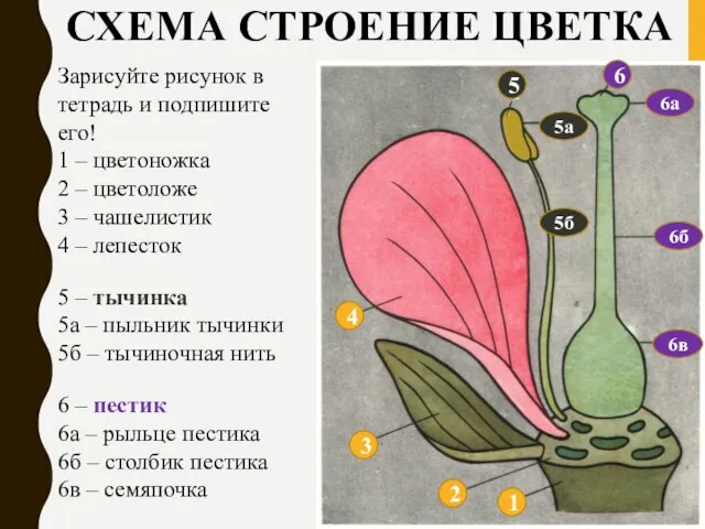 СХЕМА СТРОЕНИЕ ЦВЕТКА Зарисуйте рисунок в тетрадь и подпишите его! 1