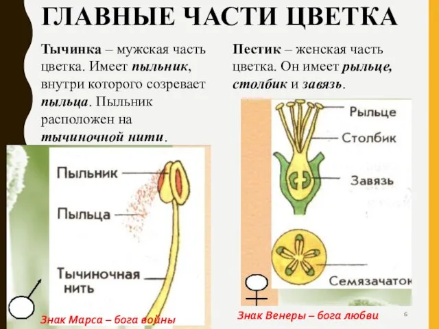 ГЛАВНЫЕ ЧАСТИ ЦВЕТКА Тычинка – мужская часть цветка. Имеет пыльник, внутри