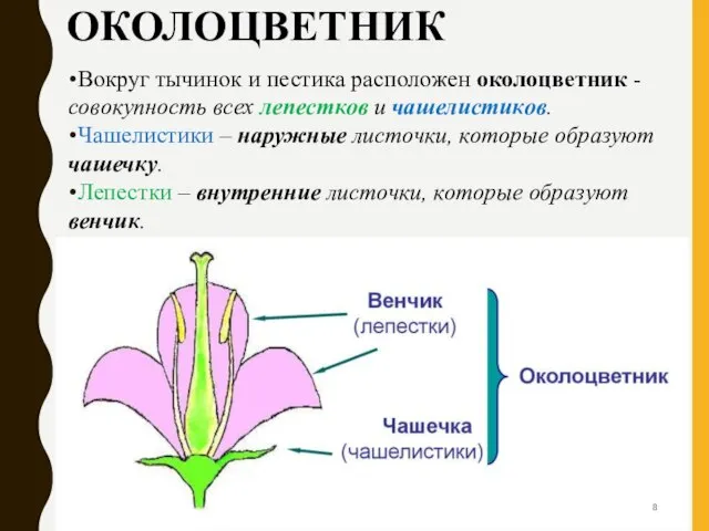 ОКОЛОЦВЕТНИК Вокруг тычинок и пестика расположен околоцветник - совокупность всех лепестков