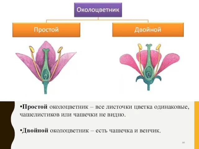 Простой околоцветник – все листочки цветка одинаковые, чашелистиков или чашечки не