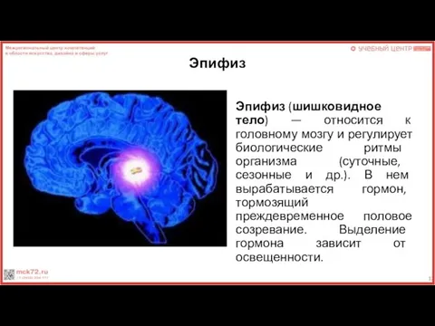 Эпифиз Эпифиз (шишковидное тело) — относится к головному мозгу и регулирует