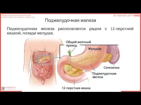 Поджелудочная железа Поджелудочная железа располагается рядом с 12-перстной кишкой, позади желудка.