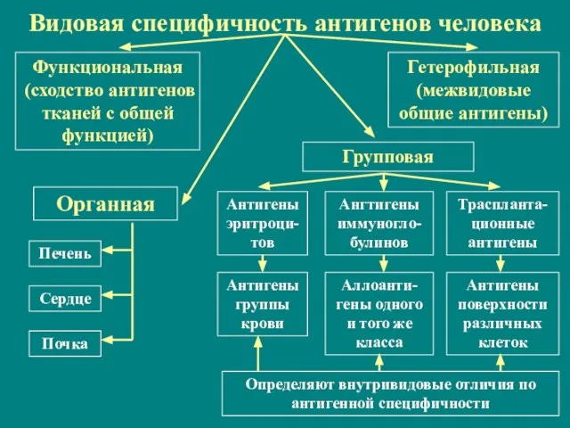 Видовая специфичность антигенов человека Органная Групповая Траспланта-ционные антигены Антигены поверхности различных