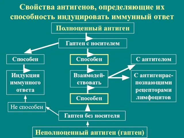 Свойства антигенов, определяющие их способность индуцировать иммунный ответ Полноценный антиген Гаптен