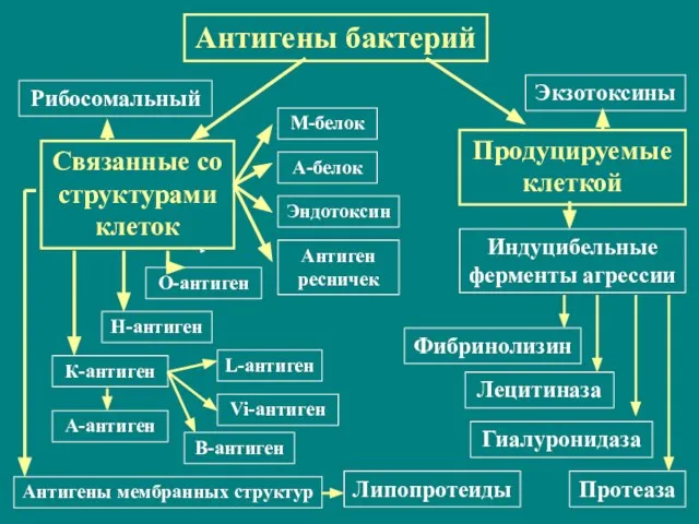 Антигены бактерий Рибосомальный Экзотоксины Продуцируемые клеткой Связанные со структурами клеток Индуцибельные