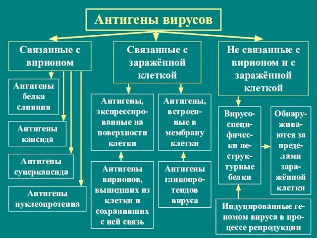 Антигены вирусов Связанные с вирионом Связанные с заражённой клеткой Не связанные