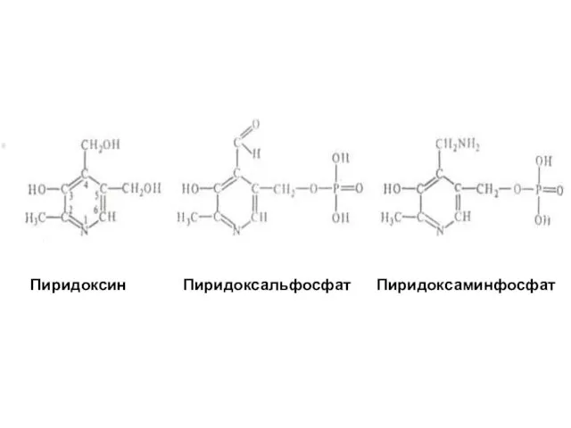 Пиридоксин Пиридоксальфосфат Пиридоксаминфосфат