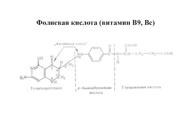 Фолиевая кислота (витамин В9, Вс)