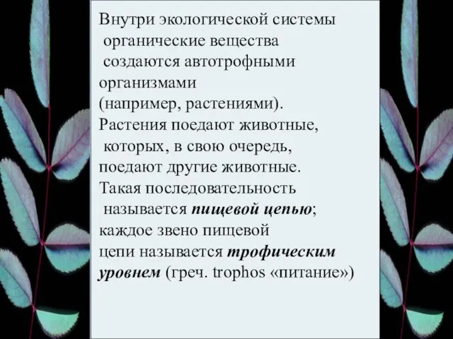 Внутри экологической системы органические вещества создаются автотрофными организмами (например, растениями). Растения