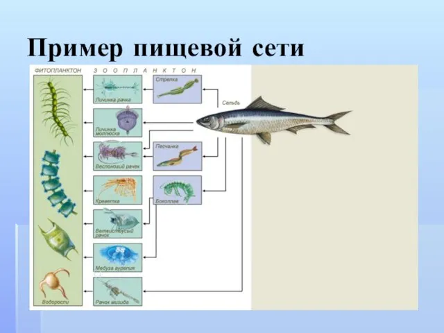 Пример пищевой сети