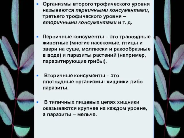 Организмы второго трофического уровня называются первичными консументами, третьего трофического уровня –